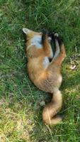 Pfostenbild
