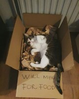 Pfostenbild